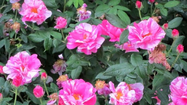 Róża damasceńska 'Versicolor'