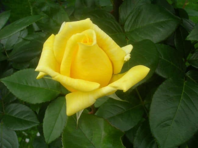 Róża wielkokwiatowa 'Landora'