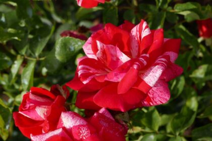 Róża wielkokwiatowa 'Papageno'