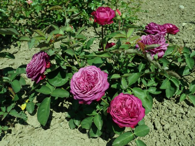 Róże miniaturowe 'Heidi Klum Rose'
