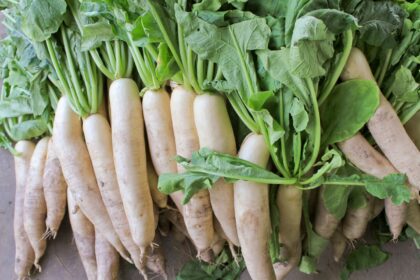 Warzywa rzepowate – Rzodkiew japońska – Daikon