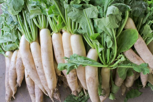 Warzywa rzepowate – Rzodkiew japońska – Daikon