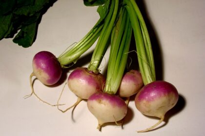 Rzepa