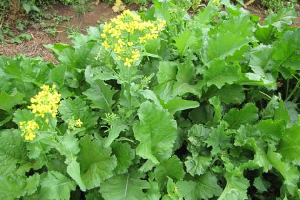 Rzepa brokułowa – Rapini