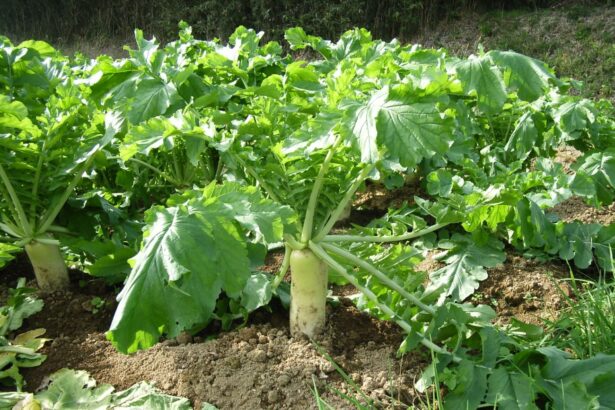 Rzodkiew japońska daikon