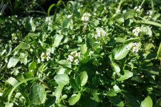 Rukiew wodna – uprawa i właściwości Rukiew wodna