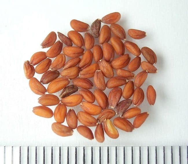 Rzeżucha ogrodowa – nasiona