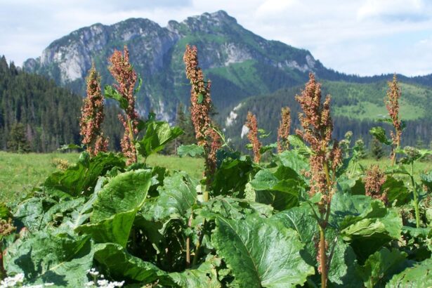 Szczaw alpejski