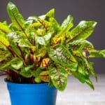 Szczaw czerwony – Szczaw krwisty