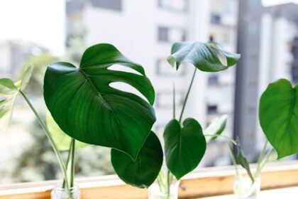 Co zrobić żeby monstera rosła na boki i jak zagęścić monsterę