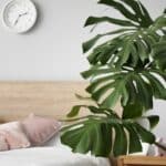 Czy monstera oczyszcza powietrze – Czy można spać w pokoju z monsterą