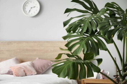 Czy monstera oczyszcza powietrze – Czy można spać w pokoju z monsterą