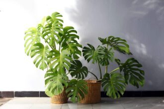Gdzie powinna stać monstera – Najlepsze stanowisko dla monstery
