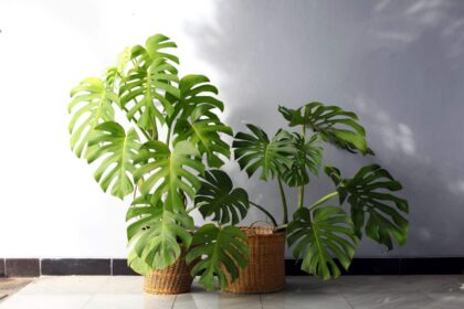 Gdzie powinna stać monstera – Najlepsze stanowisko dla monstery