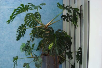 Jak dbać o monsterę – Czego nie lubi monstera