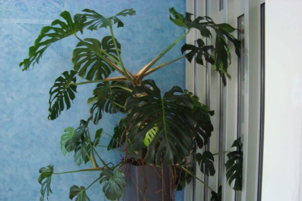 Jak dbać o monsterę – Czego nie lubi monstera