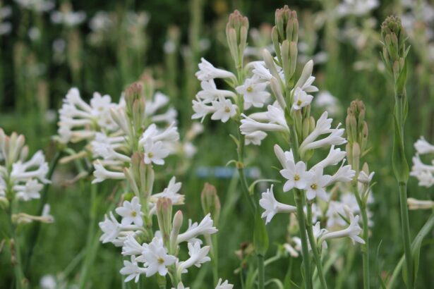Tuberoza wonna – Tuberoza bulwiasta