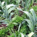 Uprawa współrzędna pora – por obok pietruszki