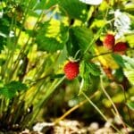 Uprawa współrzędna poziomek