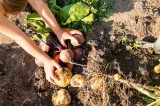 Uprawa współrzędna ziemniaków – Uprawa współrzędna kartofli
