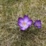Krokus wiosenny