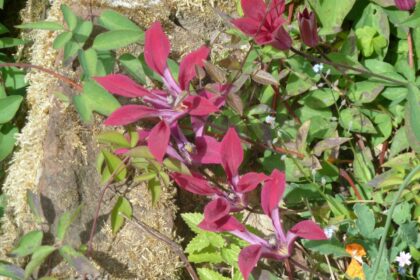 Powojniki botaniczne – uprawa i odmiany