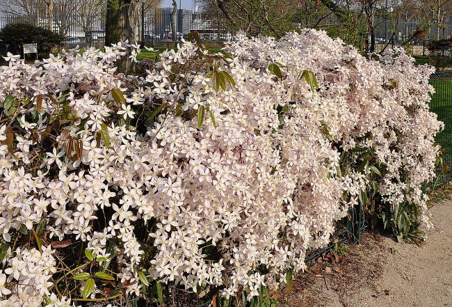 Powojniki botaniczne – Clematis 'Apple Blossom'