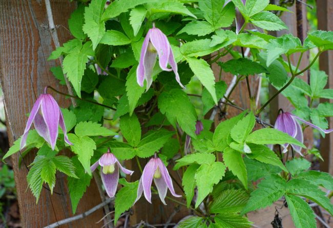 Powojniki botaniczne – Clematis 'Columella'