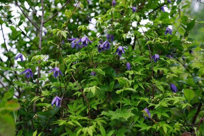 Powojniki botaniczne – Clematis 'Frankie'