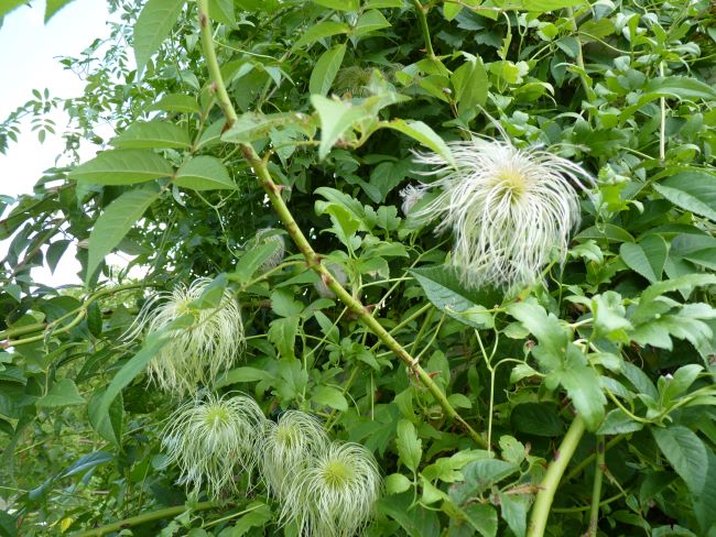 Powojniki botaniczne – Clematis 'Lambton_Park'