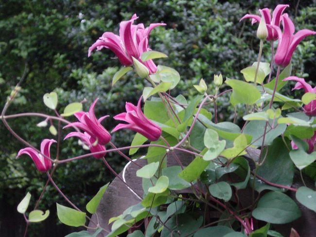 Powojniki botaniczne – Clematis 'Princess Diana'
