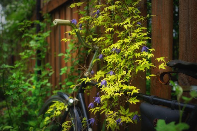 Powojniki botaniczne – Clematis 'Stolwijk Gold'