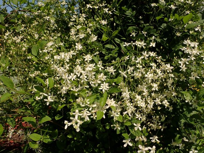 Powojniki botaniczne – Clematis mandschurica – Powojnik mandżurski