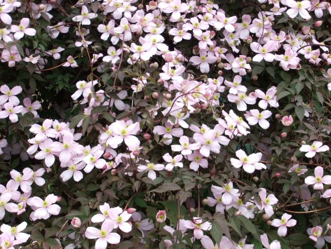 Powojniki botaniczne – Clematis montana 'Rubens'