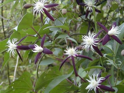 Powojniki botaniczne – Powojnik wonny, Clematis Aromatica