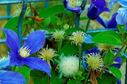 Powojniki bylinowe – Clematis integrifolia 'Arabella'