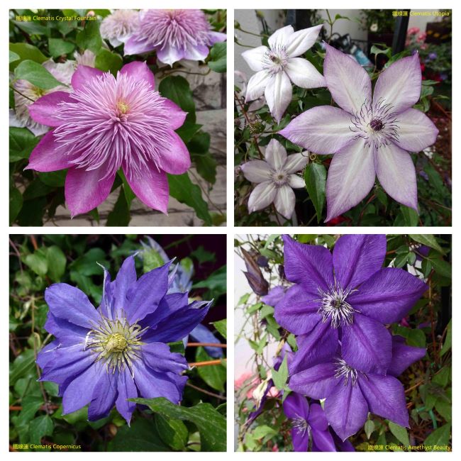 Powojniki wielkokwiatowe 'Crystal Fountain', 'Utopia', 'Copernicus', 'Amethyst Beauty'