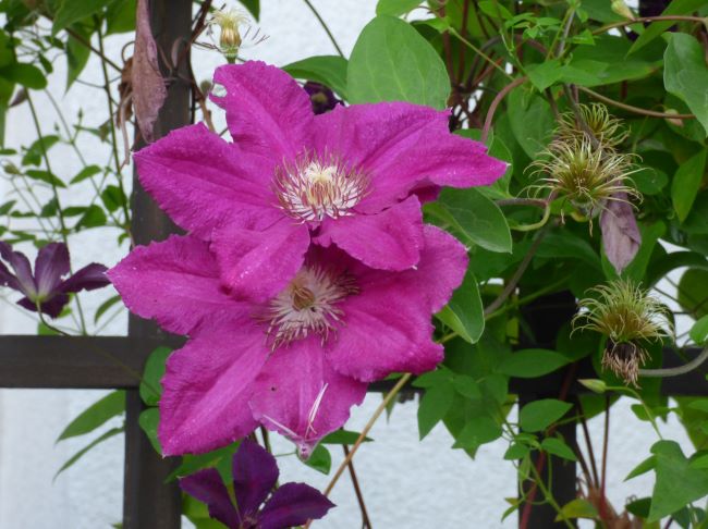 Powojniki wielkokwiatowe – Clematis 'Mazowsze'