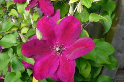 Powojniki wielkokwiatowe – Clematis 'Rouge Cardinal'