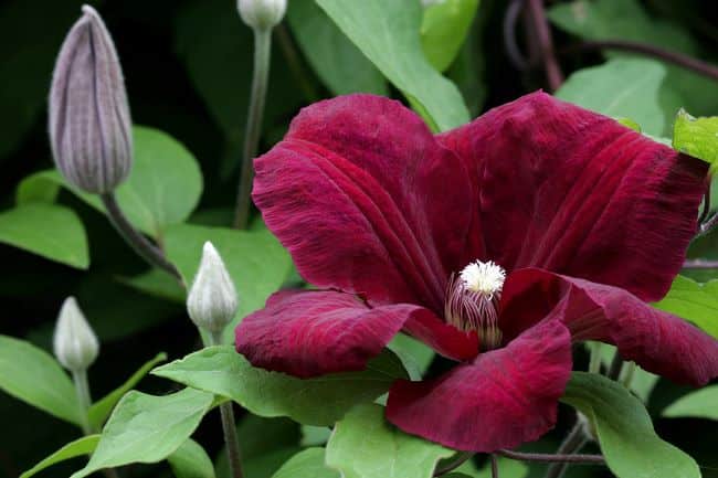Powojniki wielkokwiatowe – Clematis 'Rouge Cardinal'