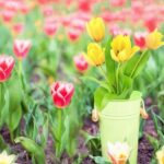 Tulipany botaniczne