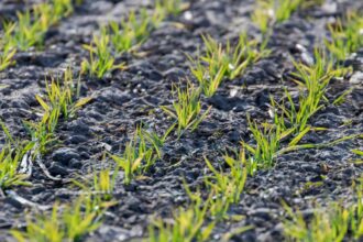 Rośliny fitosanitarne – żyto