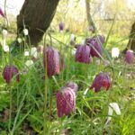 Szachownica kostkowata
