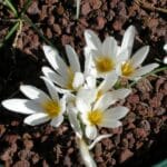 Szafran krokus jesienny