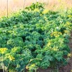 Uprawa współrzędna jarmużu – co sadzić obok jarmużu