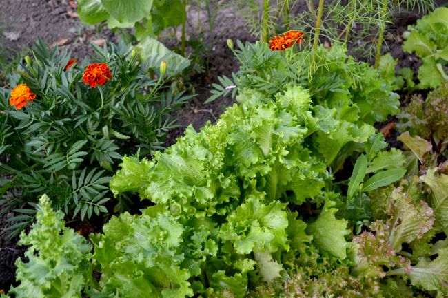 Uprawa współrzędna sałaty – co sadzić obok sałaty