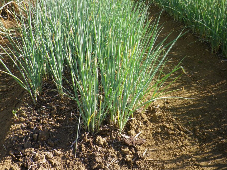 Cebula siedmiolatka – uprawa, pielęgnacja, zastosowanie Cebula siedmiolatka