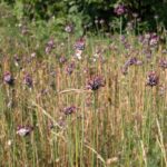 Rokambuł  –  czosnek wężowy – czosnek serpentynowy