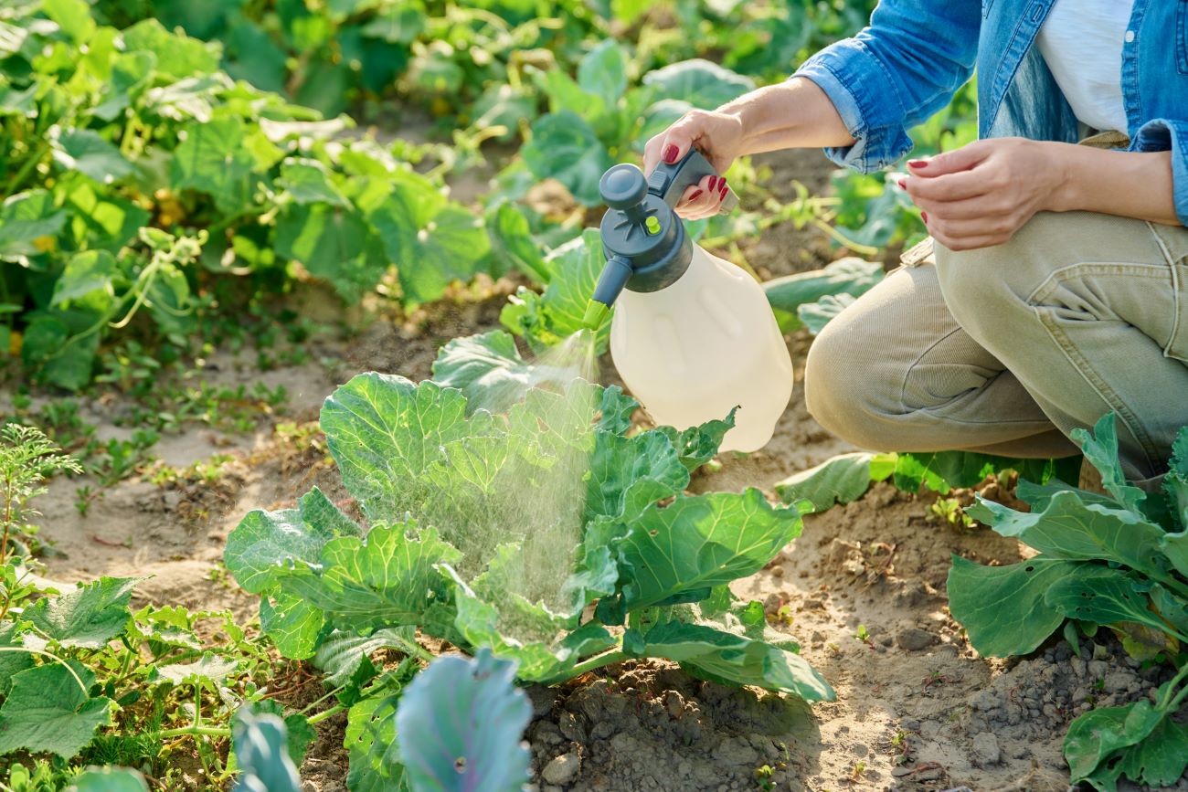 Domowe sposoby na szkodniki kapusty
