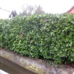 Najpopularniejsze odmiany laurowiśni – Laurowiśnia wschodnia